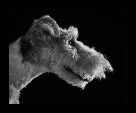 Wirehaired Fox Terrier